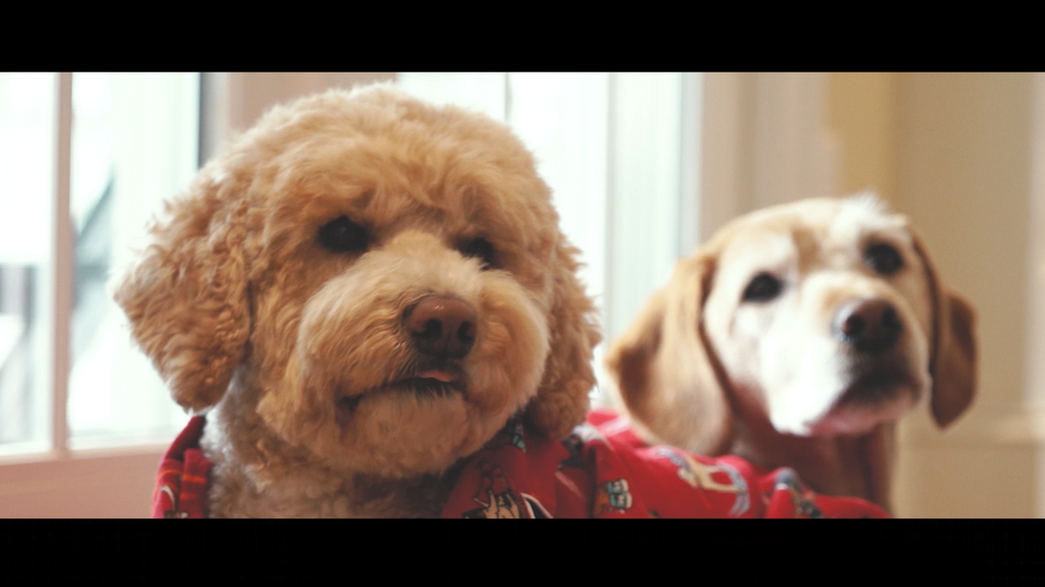 A Jak & Teddy Christmas